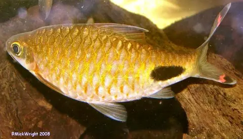 Dawkinsia assimilis