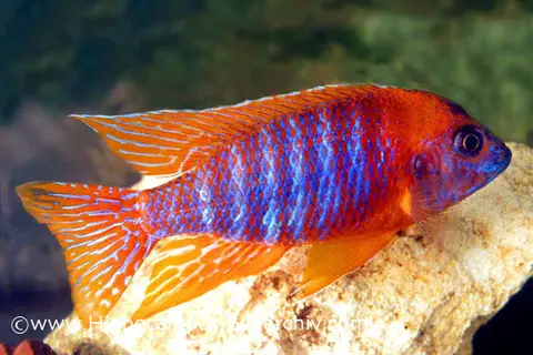 Aulonocara baenschi