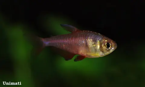 火焰魮脂鲤