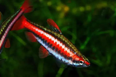 Nannostomus mortenthaleri