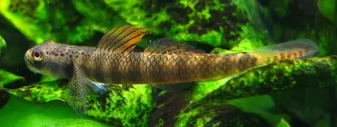 Stiphodon maculidorsalis