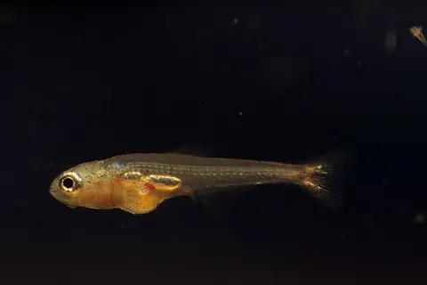 宝莲灯