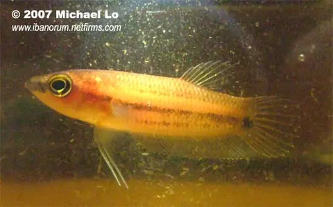 Betta midas