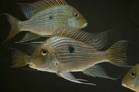 Geophagus sp. 'Pindaré'