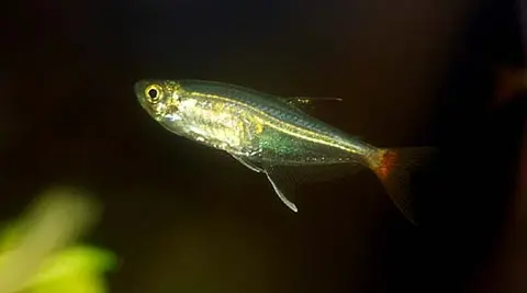 Prionobrama filigera