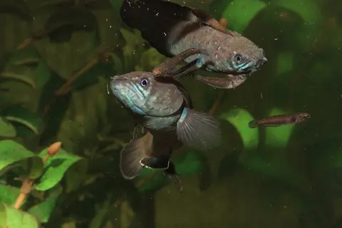 东方鳢