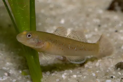 短吻红斑吻鰕虎鱼