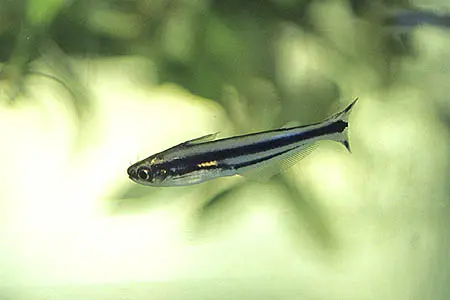 Pareutropius buffei