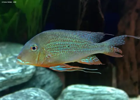 Geophagus altifrons