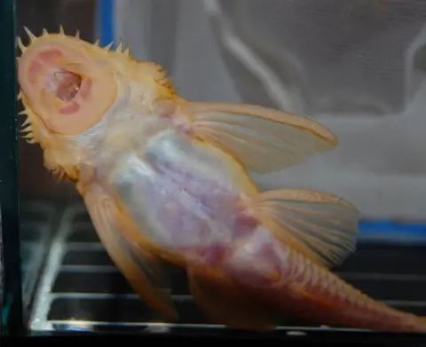 胡子异型