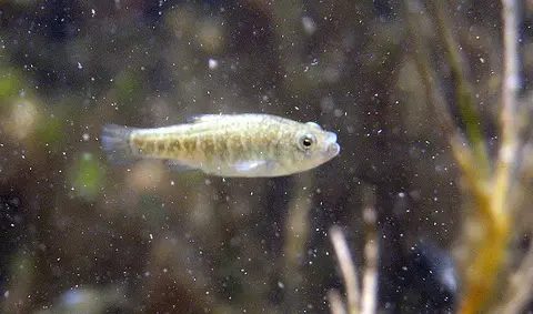 Cyprinodon brontotheroides