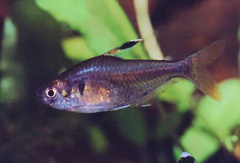Hyphessobrycon simulatus