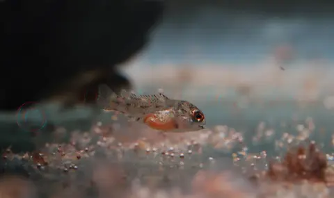 Apistogramma barlowi