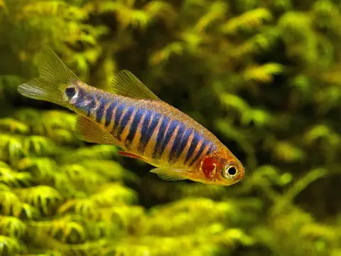 Danio erythromicron