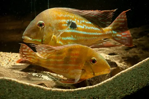Geophagus winemilleri