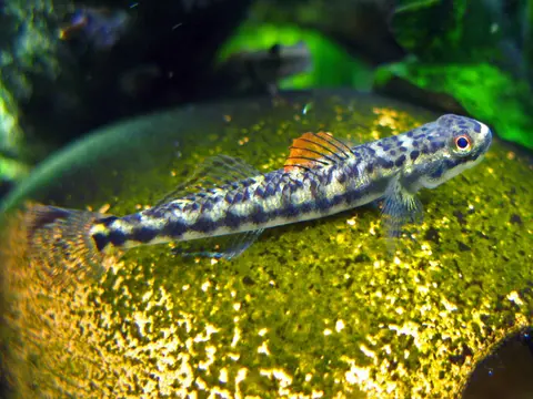 Stiphodon maculidorsalis
