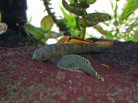 Stiphodon maculidorsalis