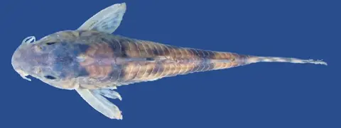 Scleromystax salmacis