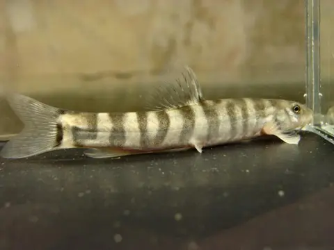 Schistura sp. 3