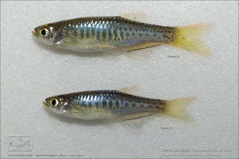 Danio aesculapii