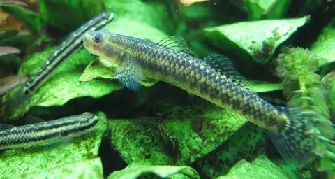 Stiphodon ornatus