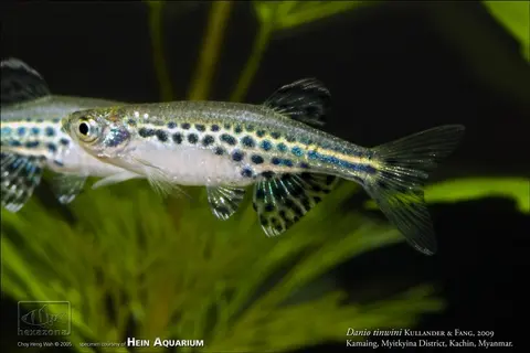 Danio tinwini