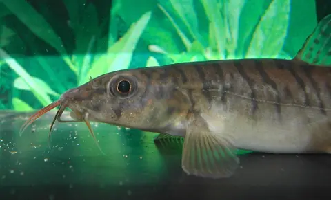 Acanthocobitis pavonacea