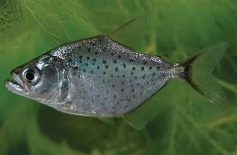 布兰氏锯脂鲤