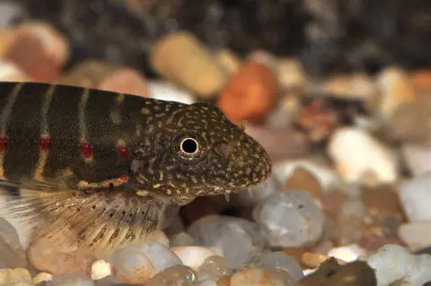 Erromyzon sp. 'ER02'