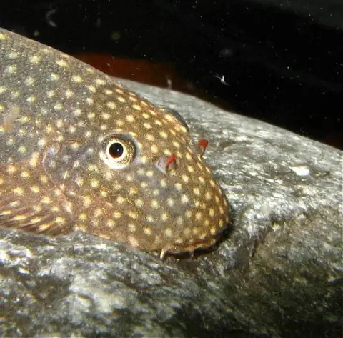 Gastromyzon scitulus