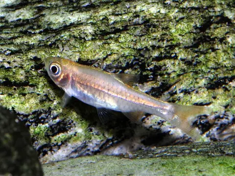 Rasbora lacrimula