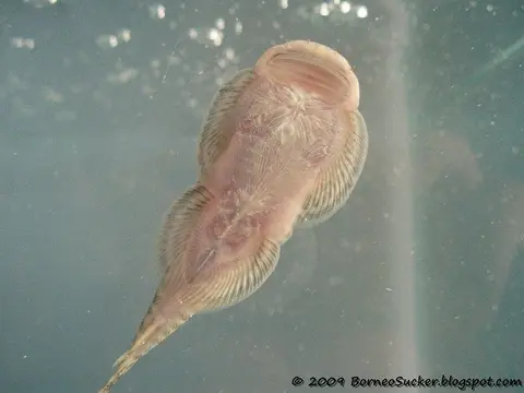 高山腹吸鳅