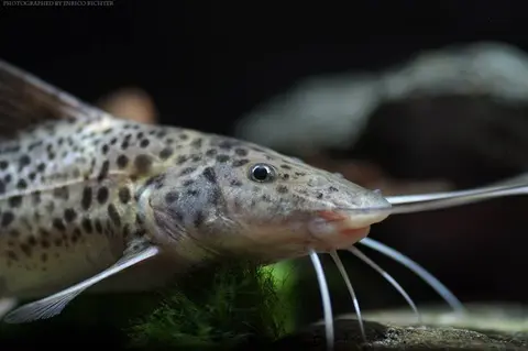 Aguarunichthys torosus