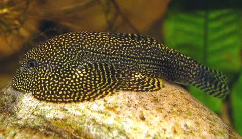 Sewellia sp. 'SEW01'