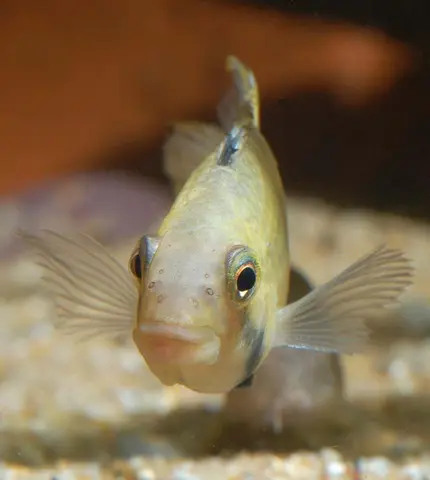 Apistogramma sp. 'Kelleri'