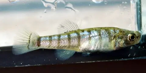 Anatolichthys saldae