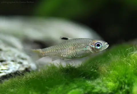 背点波鱼