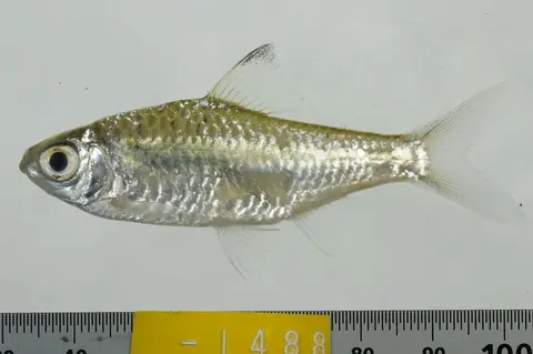 Mystacoleucus atridorsalis