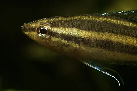 Parosphromenus sp. 'Sentang'