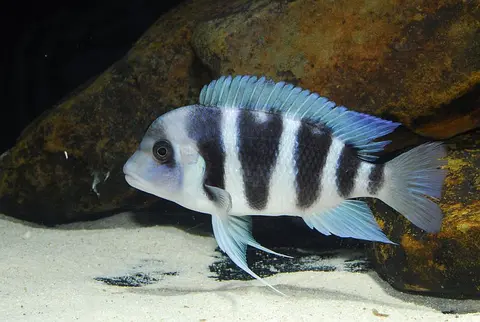 Cyphotilapia gibberosa