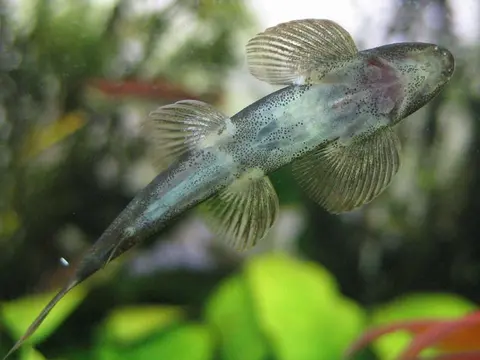李氏平鳍鳅