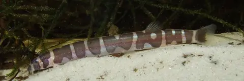 Pangio semicincta