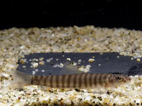 Schistura sp. 1