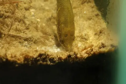 Parasphaerichthys lineatus