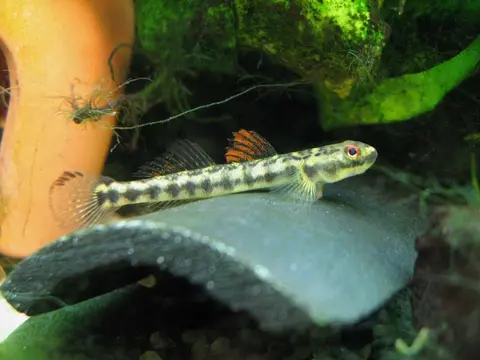 Stiphodon maculidorsalis