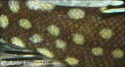 Gastromyzon scitulus