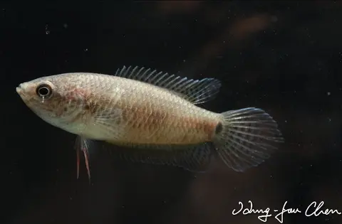 尖尾斗鱼