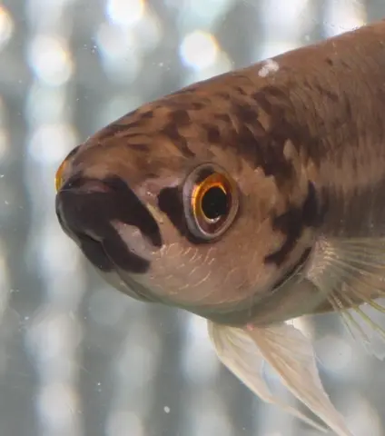 Betta pi