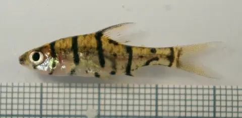 Eirmotus insignis