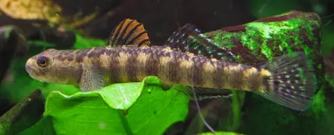 Stiphodon maculidorsalis